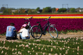 People sit next to their bikes in a tulip field in Lisse