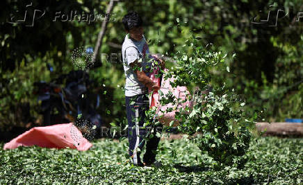 Inside a coca farm and market in Bolivia's countryside ahead of the general election