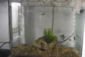 Peixes no aquário