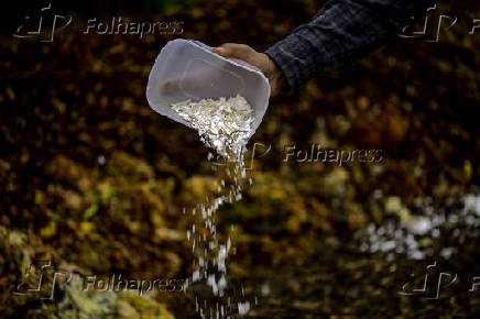 Galinhas se alimentam de restos em leira de compostagem em SJC