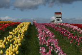 One and a half million tulips planted for Tulleys Tulip Fest at Tulleys Farm, Turners Hill