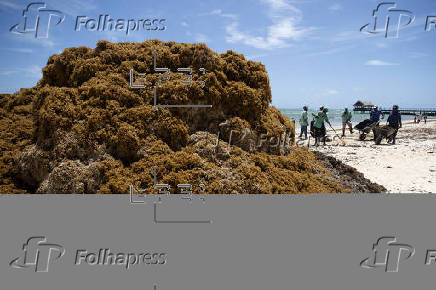 La lucha sin tregua de República Dominicana para limpiar de sargazo sus famosas playas