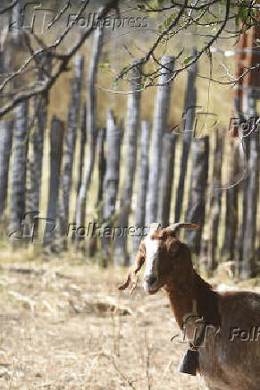 Agropecuaria