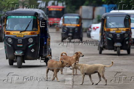 Supreme Court orders to move all stray dogs from Delhi-NCR to animal shelters