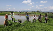 Rice planting season in Srinagar