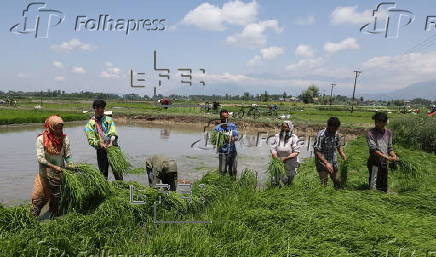 Rice planting season in Srinagar