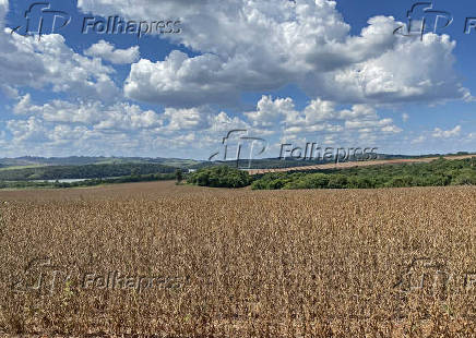 Lavoura de soja em fase de colheita no interior paulista