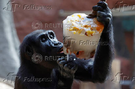 Prague zoo keeps animals cool with ice cream