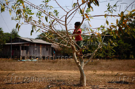 Illegal loggers are key players in carbon credit schemes in Brazil