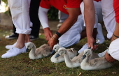 Annual swan upping ceremony along the River Thames