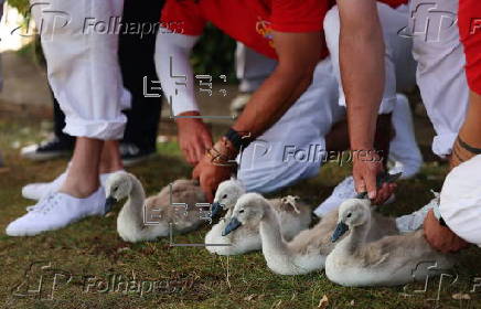 Annual swan upping ceremony along the River Thames