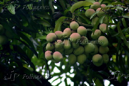 Mangueira com frutos. (Belém, PA,