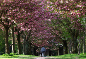 Cherry trees stand in full bloom on a spring day in Brussels