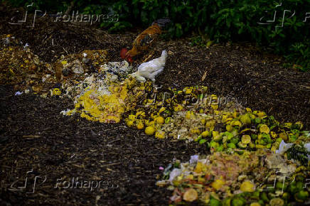 Galinhas se alimentam de restos em leira de compostagem em SJC