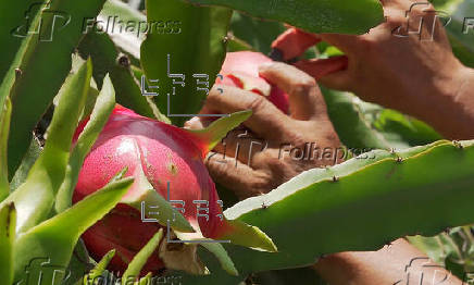 Productores del sur de México apuestan por cultivo de la pitahaya para arraigar a juventud