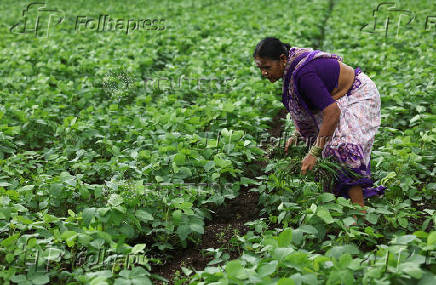 A farmer removes weeds from a soybean farm in Nashik