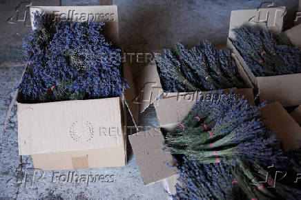 A view shows lavender after harvesting in the summer season, in Nowy Pozog