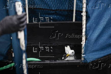 Mysterious illness plaguing Southern California seagulls