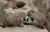 Meerkats are feeded with mealworms in Gelsenkirchen