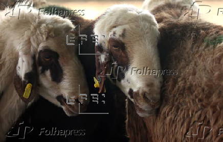 Eid al-Adha celebration in Iran