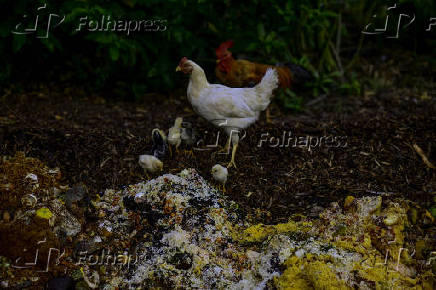 Galinhas se alimentam de restos em leira de compostagem em SJC
