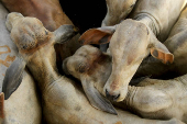 Why big-time Amazon ranchers now embrace Brazil?s cattle tracking push
