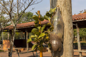 Vaso com planta feito com a reciclagem de garrafa PET