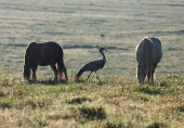 South Africa?s Blue Crane Battling Extinction Amidst Changing Landscapes