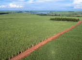 Vista aérea de drone de uma plantação de cana-de-açúcar em Pederneiras