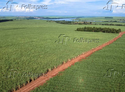 Vista aérea de drone de uma plantação de cana-de-açúcar em Pederneiras