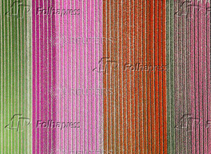 A drone view shows flower fields in Lisse