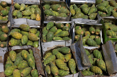 Yemen's prickly pear - from a wild fruit to a staple of the country's agriculture