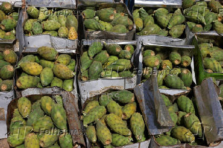 Yemen's prickly pear - from a wild fruit to a staple of the country's agriculture