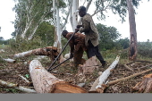 Timber exploitation in Nigeria's Kwara State