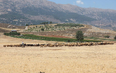 A shepherd rides a donkey near his livestock in the village of Qaraoun