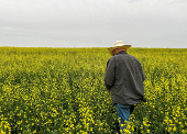 Canadian crops look good but resting on knife's edge at mid season