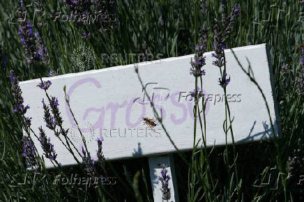 A view shows a sign standing in a lavender field in the summer season, in Nowy Pozog