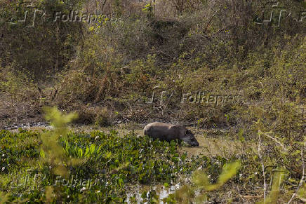 Anta bebe água em fazenda em Barão de Melgaço (MT)