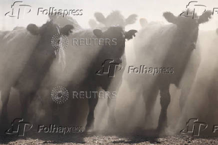 Angus beef cattle stand in a yard at Coombing Park farm in Carcoar