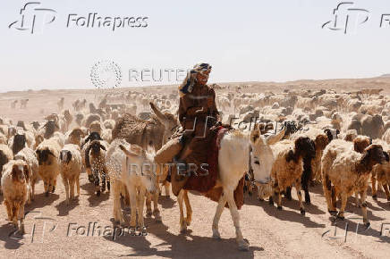 An Iraqi shepherd watches over his flock as they graze on the outskirts of Najaf