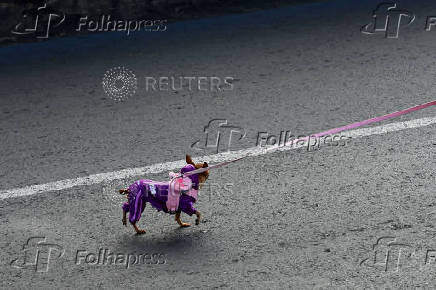Dogs take over the streets during the Perroton in Bolivia to highlight pet care, in La Paz