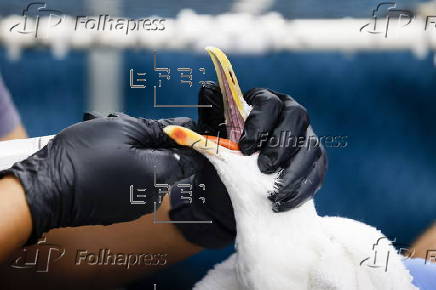 Mysterious illness plaguing Southern California seagulls
