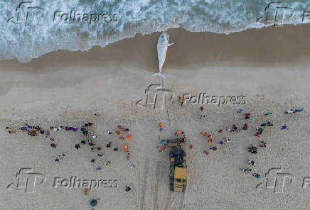 Filhote de baleia Jubarte morto, encalha na praia de São Conrado, no Rio de Janeiro