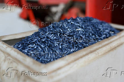 FILE PHOTO: Farmers sow sunflower in Rostov region
