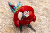 Arara-vermelha no Parque das Aves, em Foz do Iguaçu (PR)
