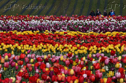 One and a half million tulips planted for Tulleys Tulip Fest at Tulleys Farm, Turners Hill