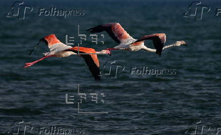 Migratory Flamingo birds at Nafplio