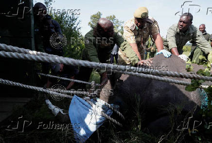 KWS rangers translocate endangered black rhinos from the Ol Pejeta Conservancy to establish a new breeding population at the Segera Conservancy in Laikipia