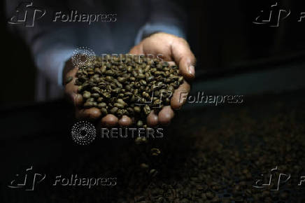 Coffee beans plantation near Brasilia