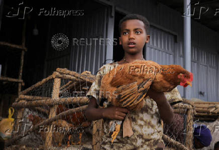 Ethiopians tackle food prices with small-scale poultry farms